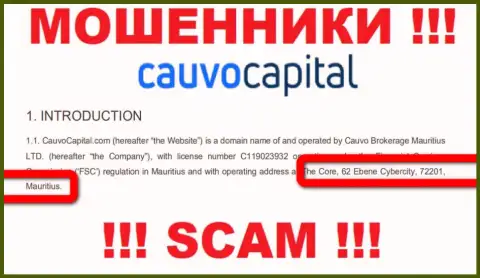 Невозможно забрать назад денежные вложения у Cauvo Capital - они пустили корни в оффшоре по адресу: The Core, 62 Ebene Cybercity, 72201, Mauritius